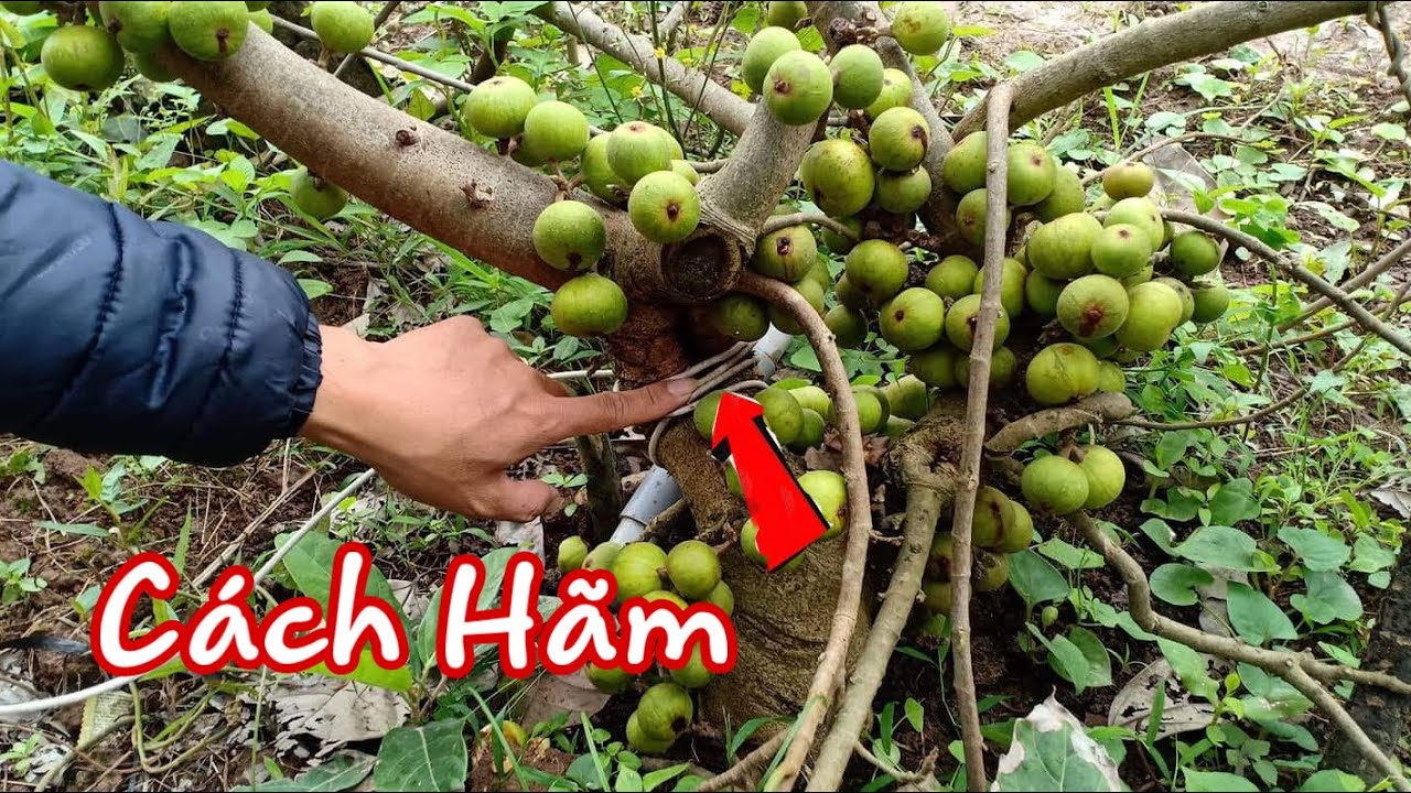 Hãm cho cây sung Ra Quả Sai Trĩu Đơn Giản Nhất Mà Ít Người Biết Đến