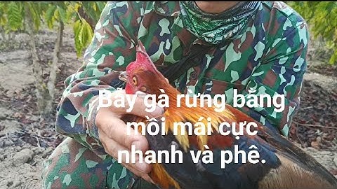 Bẫy gà rừng bằng mồi mái cực nhanh cực nhạy 8/4 /2023