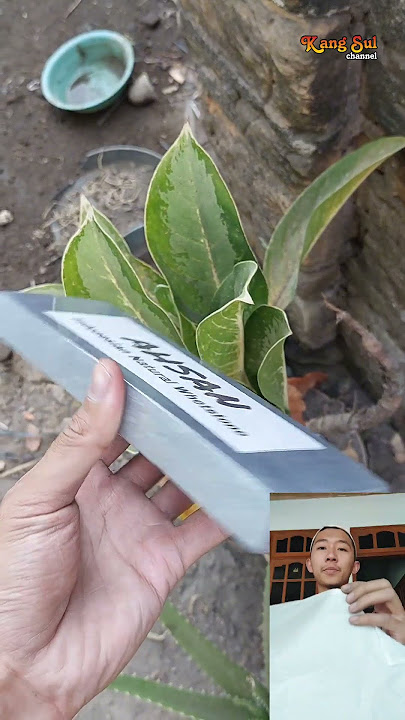 Batu Alam Ahsan, murah, mantap & Berkualitas #pisau #viral