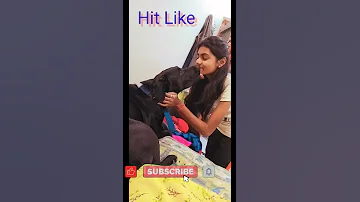My Dog Kisses Me On The Lips Pawsplanetbingo Dog Shorts Kiss 