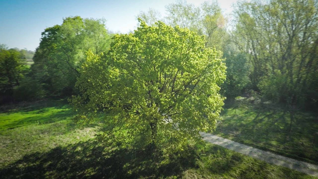 Tree in 4 Seasons | spring, summer, autumn, winter | Aerial
