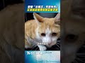 愛貓「小橘子」失蹤半月！　飼主淚訴疑遭男鄰居惡意丟棄｜TVBS新聞 #shorts