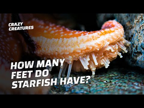Why Do Starfish Have Thousands of Feet?