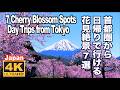 首都圏から日帰りで行ける絶景花見名所7選 桜の名所 忍野村 はままつフラワーパーク 西湖いやしの里 赤城南面千本桜 高遠城址公園 建長寺 小田原城 満開