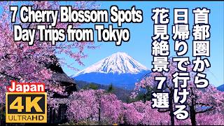 首都圏から日帰りで行ける絶景花見名所7選 桜の名所 忍野村 はままつフラワーパーク  西湖いやしの里 赤城南面千本桜 高遠城址公園 建長寺 小田原城 満開