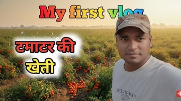 टमाटर की खेती || my first vlog|| #viralvideo2025 |#myfirstvlog #my_first_vlog_on_youtube 