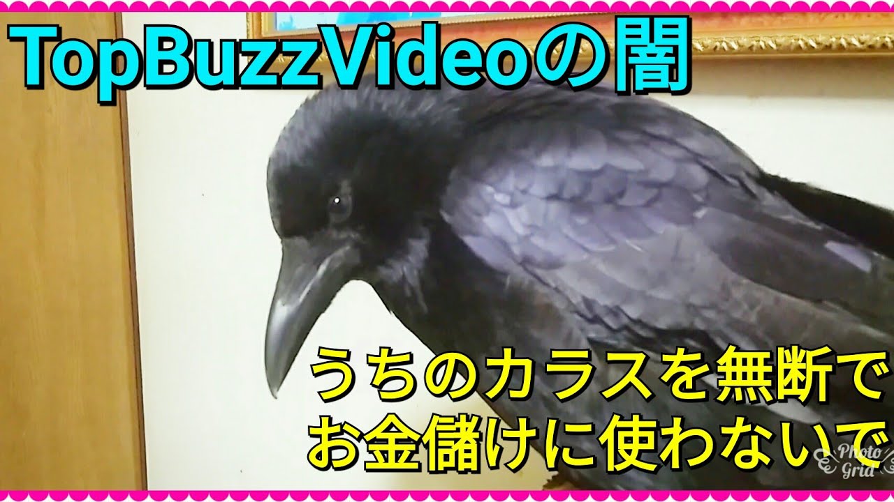 これって犯罪だよね うちのカラスが無断topbuzzvideoに多数アップされてる件 トリピーを勝手にお金儲けに使わないで カラス Youtube