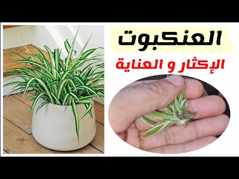 كيفية إكثار نبات العنكبوت و نصائح للعناية به   فلانجيوم