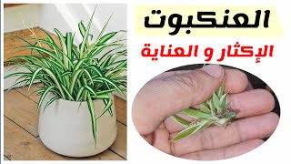 كيفية إكثار نبات العنكبوت، و نصائح للعناية به Spider plant فلانجيوم