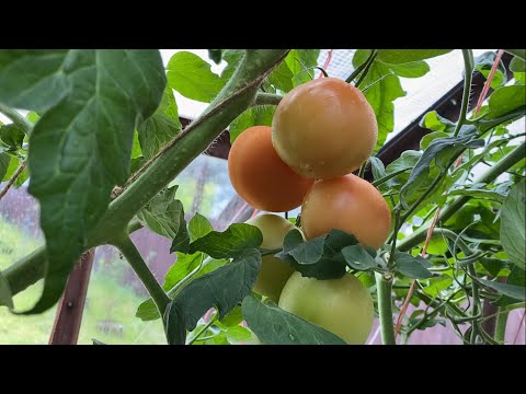 Томаты плачут|Перцы с баклажанами бодрячки|Наступили холода