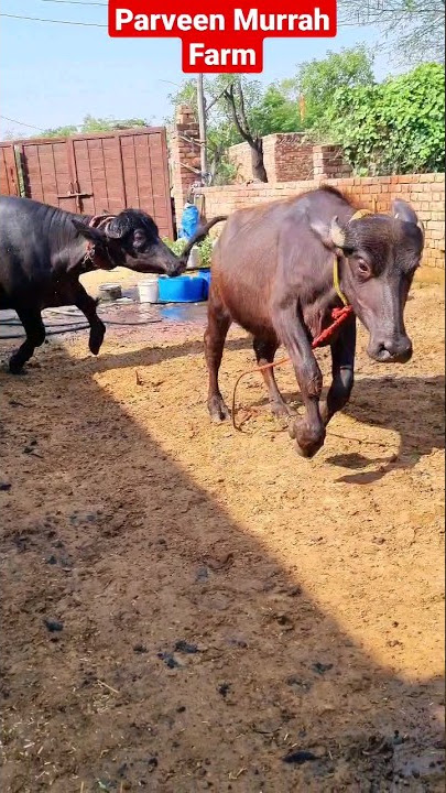 😜Parveen Foji Farm के Mast Maula Calf 😎 9034144813 ।। Pagal Hai