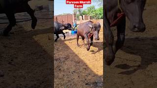 😜Parveen Foji Farm के Mast Maula Calf 😎 9034144813 ।। Pagal Hai screenshot 5