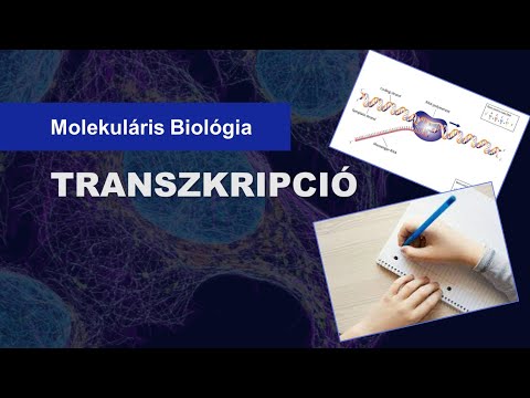 Videó: Az mRNS transzláció vagy transzkripció során szintetizálódik?