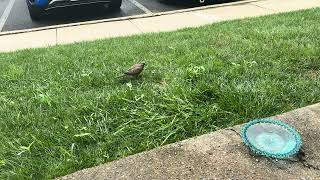 Birds Enjoying SEED EXPLOSIONS - in Slow Motion
