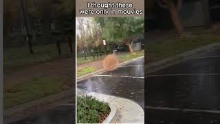 I Thought Tumbleweeds Were Only in Movies 🤠🌵  Real Life Texas Moment