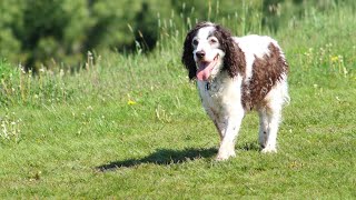 Training Tips for Your Brittany Puppy