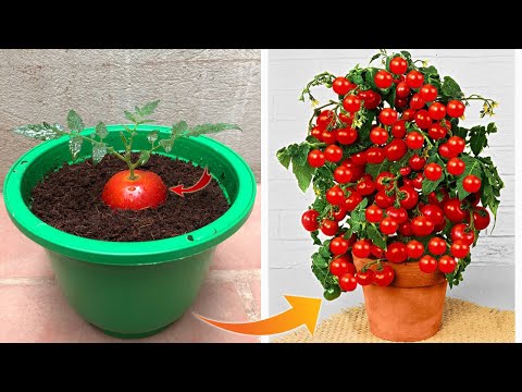 Few people know that it is possible to propagate this way | Relax Garden