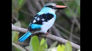 Andy Tielman My Little Bird.wmv