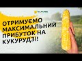 ПРИБУТКОВИЙ БІЗНЕС НА КУКУРУДЗІ