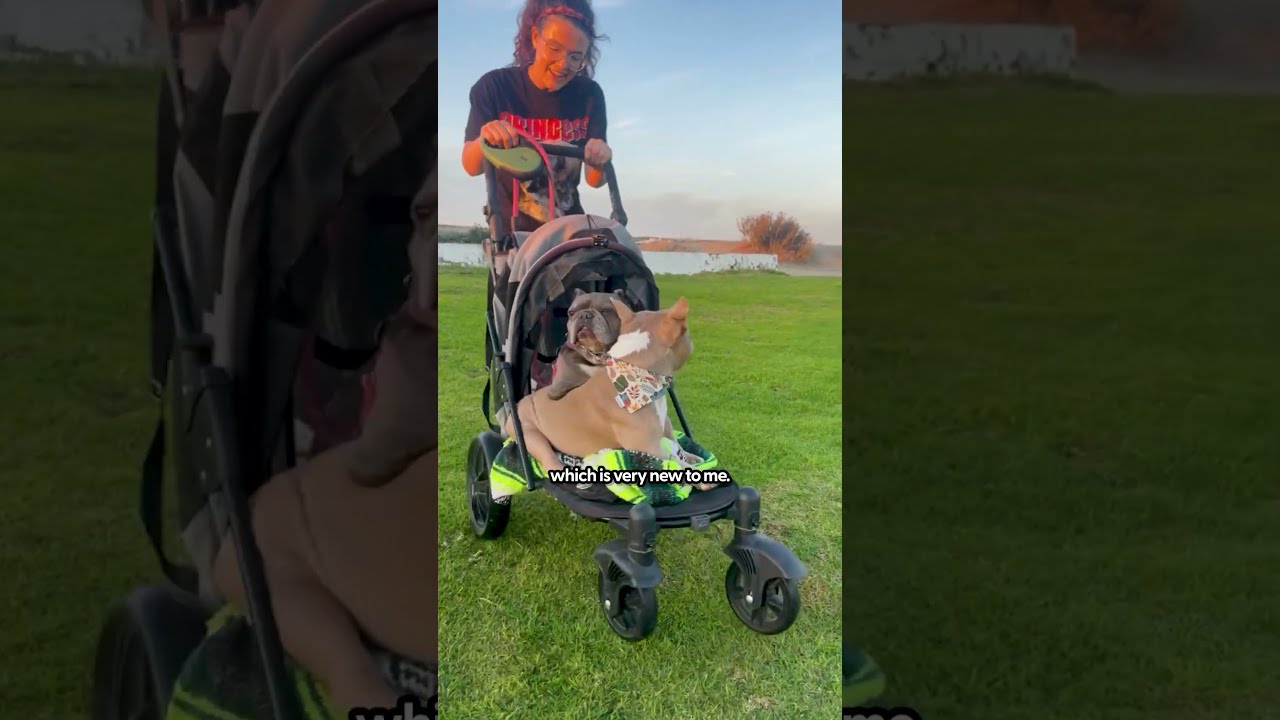 The Best Pet Stroller Pack