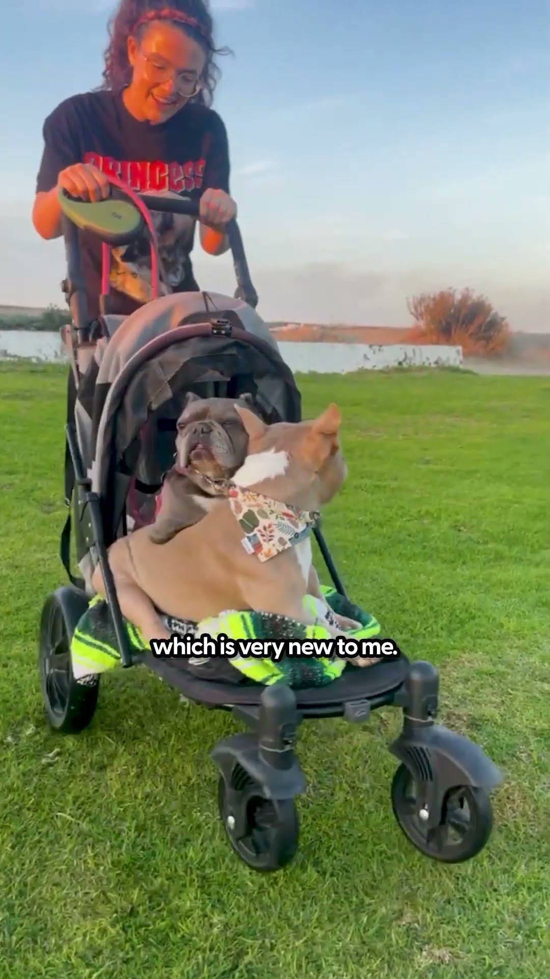 The Best Pet Stroller | The Pack