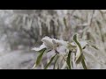 ❄️❄️❄️ С первым снегом ❄️❄️❄️ Первый снег в Южноукраинске ❄️❄️❄️ 26 11 2023 ❄️❄️❄️