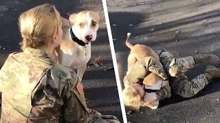 長い間離ればなれだった犬は飼い主の女性を認識できない。それが彼女の心を傷つける。しかし記憶が蘇ると...