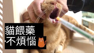 【寵物餵藥補習班 part 2】 輕鬆幫貓餵藥如何使用餵藥器