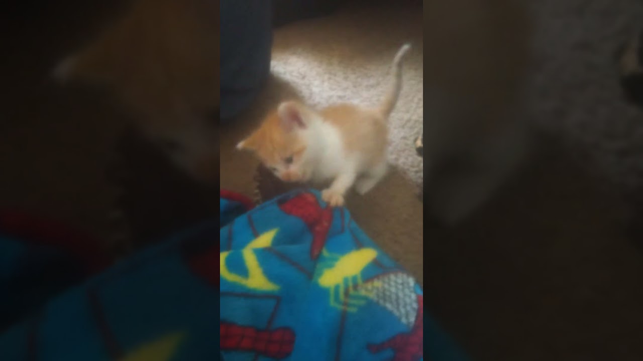 training my new attack kitty 😁