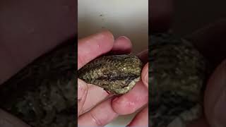 Mai Assaggiato Questi Frutti Di Mare? Musci - Mussoli - Piedi Di Porco