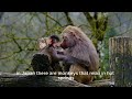 Monkey facts
