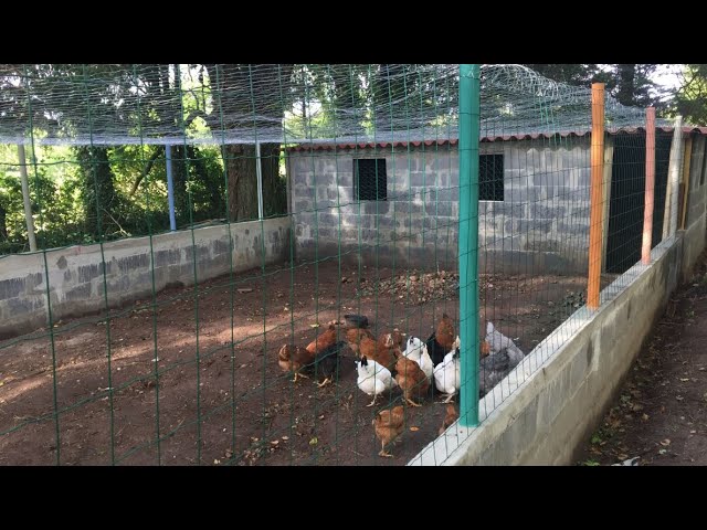 Como Hacer un Gallinero Para Gallinas Ponedoras de 15x6 Metros en 30 Días 