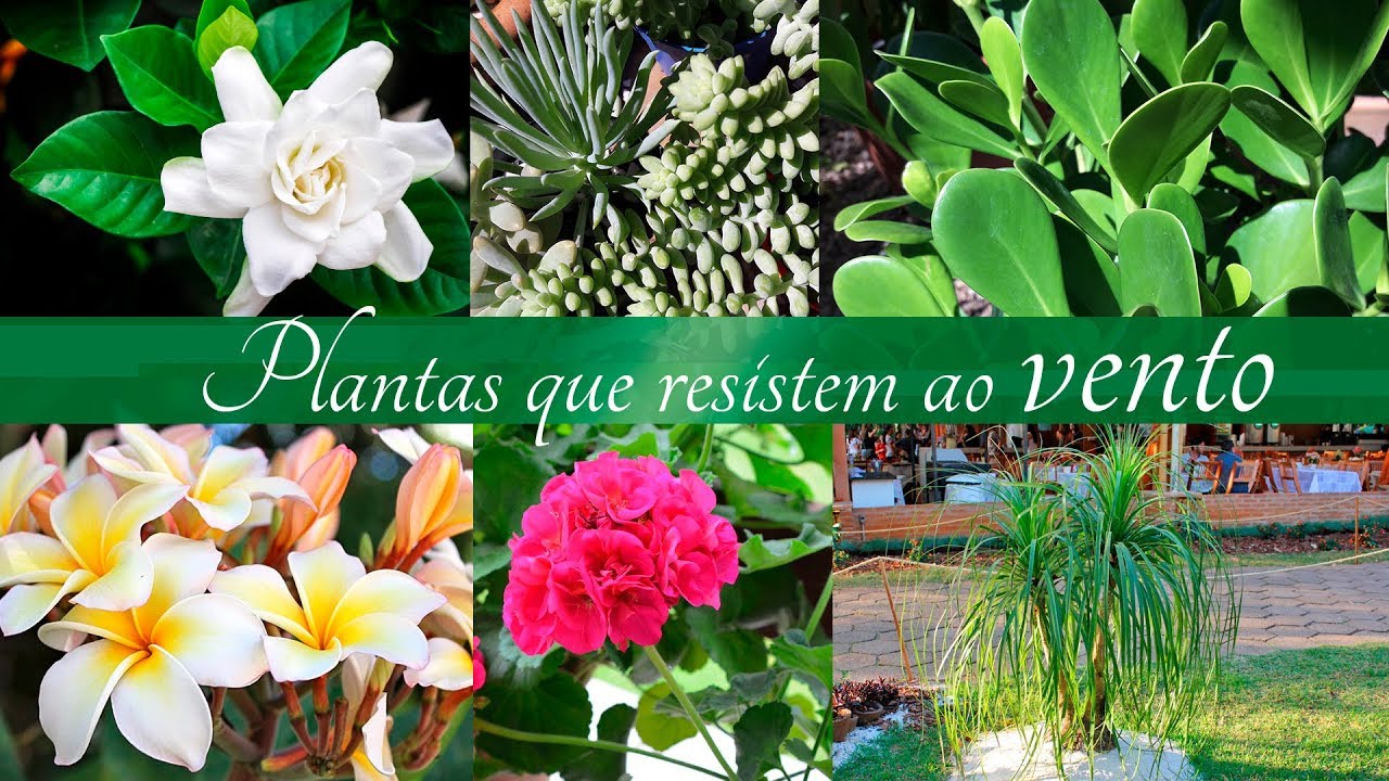 Plantas que resistem ao VENTO | Flávia Kremer - thptnganamst.edu.vn