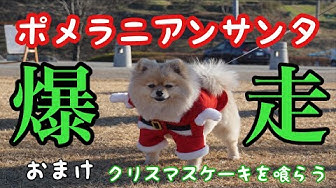 世界一かわいい犬 Youtube