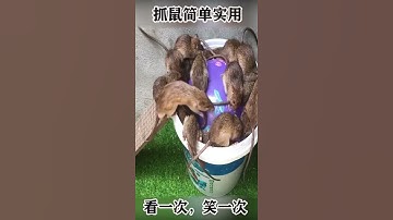 Ý tưởng thông minh, bẩy chuột bá đạo 👍.#shorts