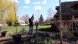 Planting Foxglove, Columbine & More Bare Root Roses + a Bit Of Tree Maintenance! ‍/ Garden Answer