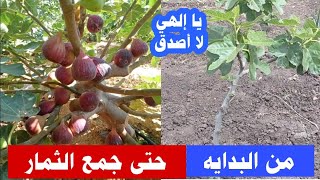 تسريع نمو شجرة التين من البدايه حتى جمع الثمار بطريقه جنونيه لن تصدق ما ترى عيناك