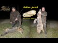 Hunting Golden Jackal - with a gold medal