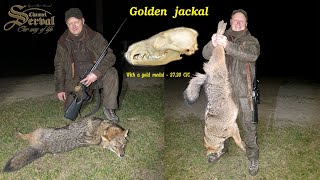 Hunting Golden Jackal - with a gold medal