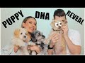 The results are in... Puppy DNA Reveal