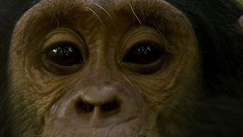 From the Ground to the Cloud: Transforming Chimpanzee Conservation with High-Tech Tools