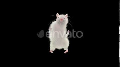Rat Dancing 4K | Motion Graphics - Envato elements