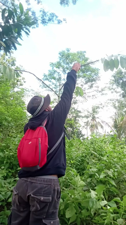 Mikat burung cabe cabean bree ‼️ #ncephobi #mikat #mikatburung #mikatburungkecil