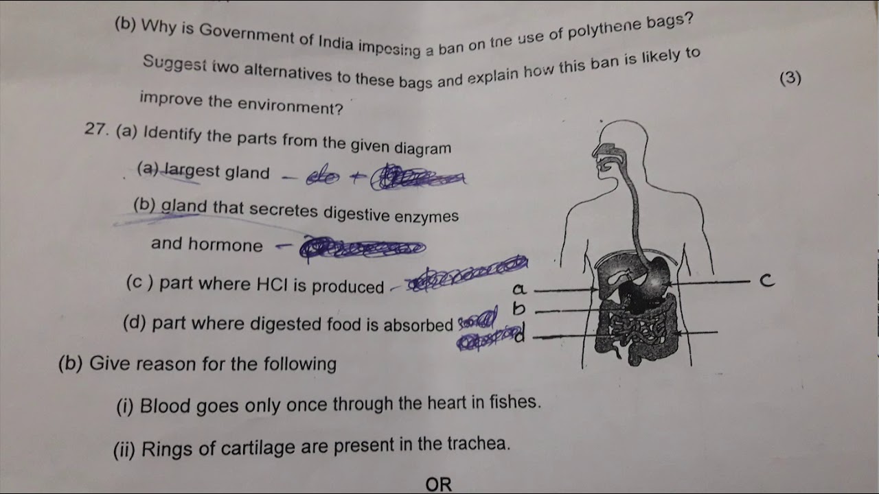 CBSE / CLASS 10 /  SCIENCE / MODEL  EXAM 2019-20  /QUESTION PAPER