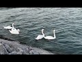 Frenchman’s Bay|Lighthouse🦢#shorts#shortsfeed #shortvideo#youtubevideo#swan#birds #romanticbird
