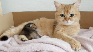 Mother cat has the magic to put a kitten to sleep