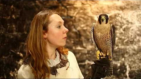 The Falcon Song, shot by Joseph Hunwick in Glastonbury Abbey