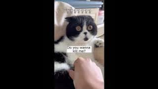 Funny cats