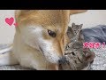 柴犬の事が好きすぎで寝ている横で甘える子猫--Kitten fawn beside the Shiba Inu--