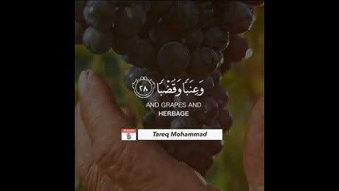 تلاوة جميلة للقارئ / طارق محمد